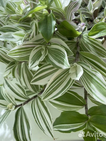 Традесканция