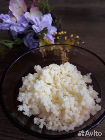 Чайный гриб, молочный гриб,рисовый гриб