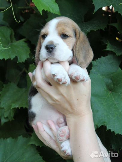 Щенки бигль