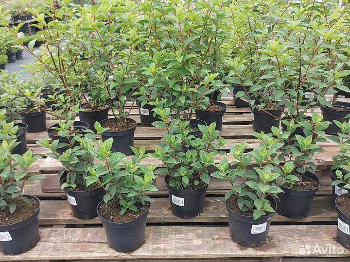 Гортензия Самарская Лидия