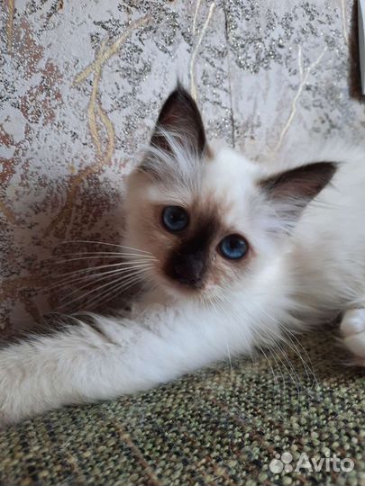 Котенок редкой породы