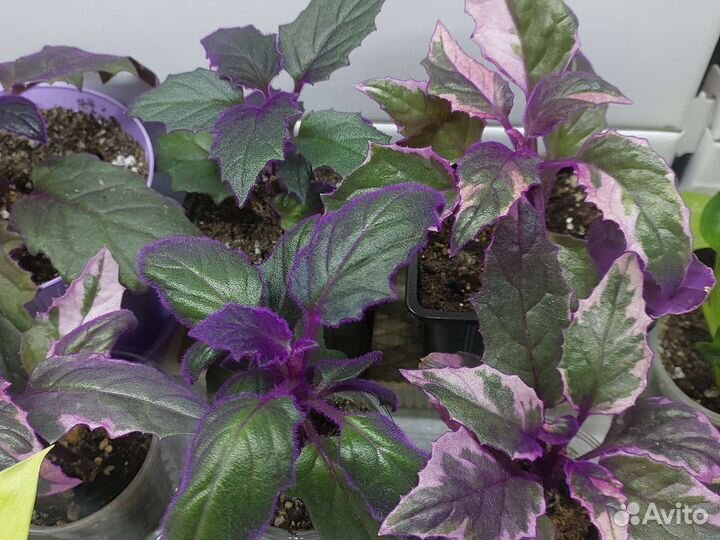 Гинура, вариегатная