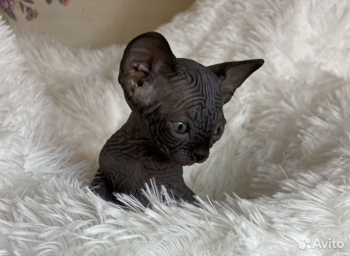 Канадский сфинкс котенок девочка