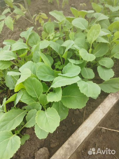 Капуста, огурцы, базилик