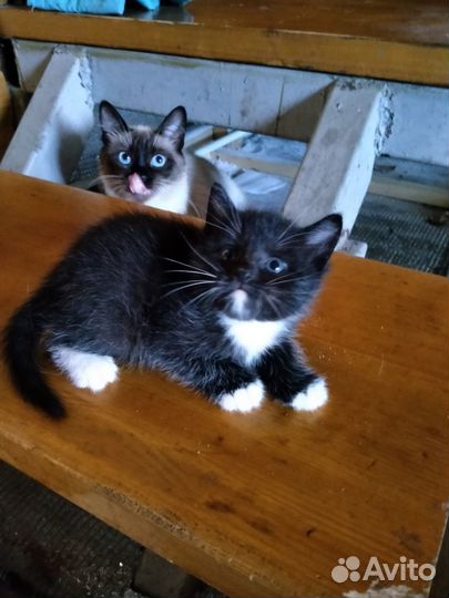 Отдам котенка в добрые руки