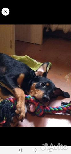 Щенки русский той-терьер