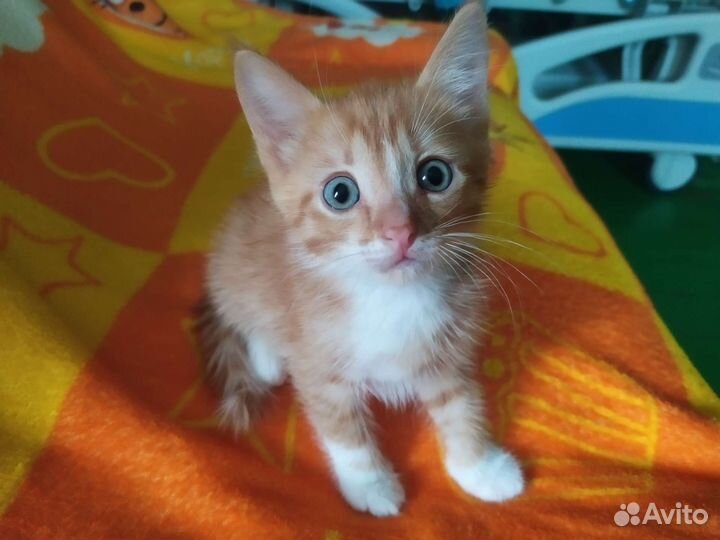 Котик 1.5мес