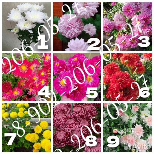 Хризантема корейская