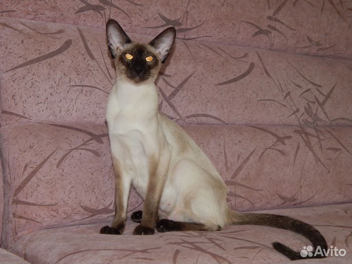 Гостиница для животных