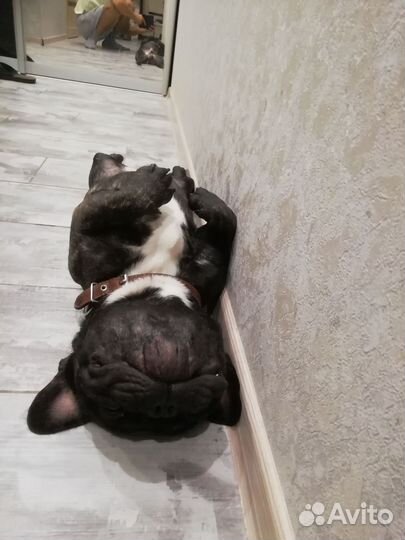 Вязка собак