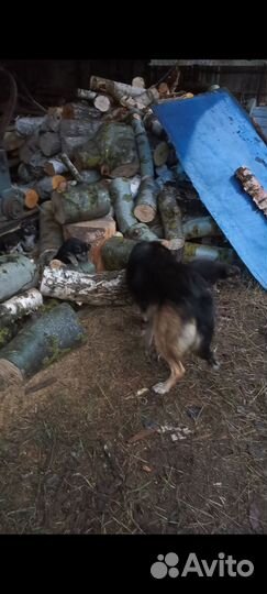 Щенки в добрые руки