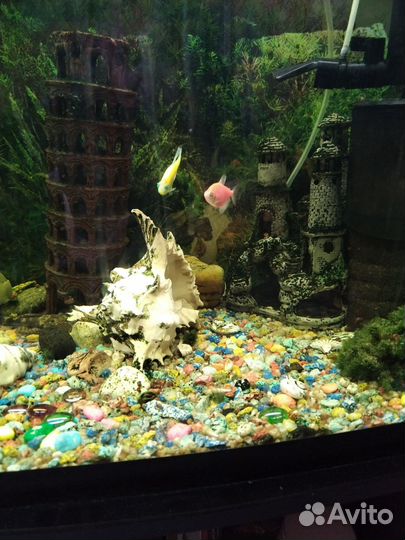 Аквариумные рыбки