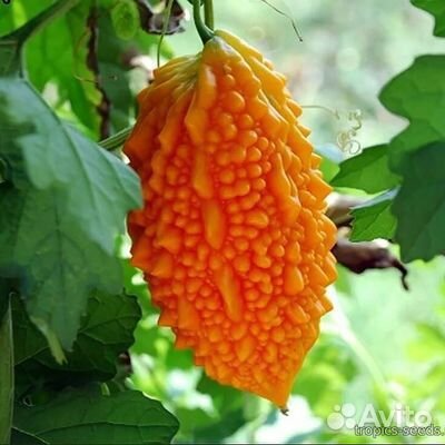 Семена ананасовой дыни,момордики