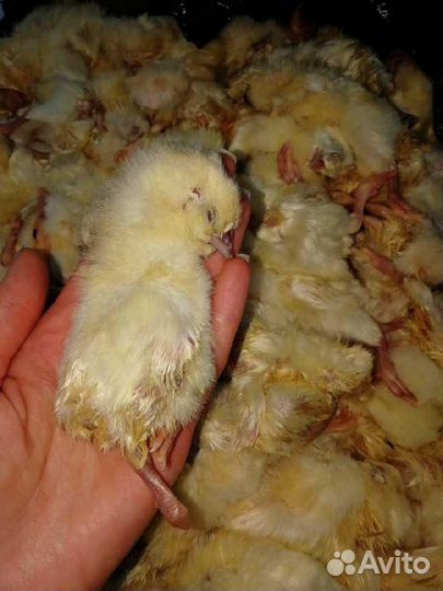 Цыплята суточные (заморозка)