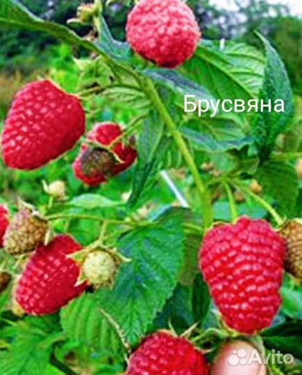 Ремонтантная малина