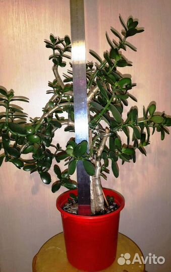 Крассула толстянка (денежное дерево)