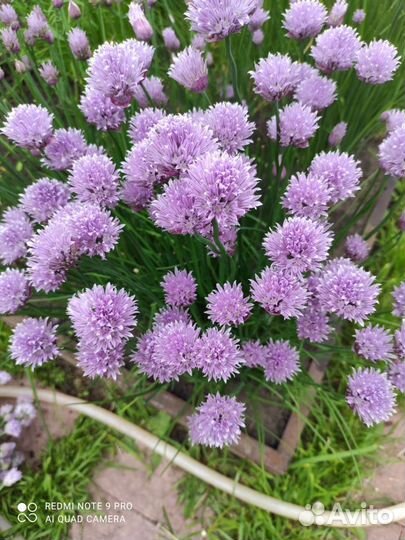 Яблоки сушёные. Лук шнитт, слизун