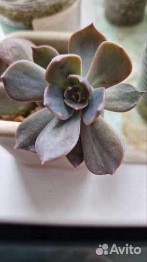 Эхиверия Марроу