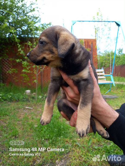 Щенки бесплатно