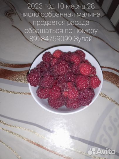 Рассада малины