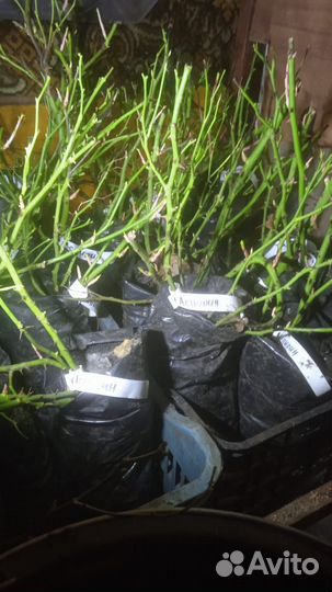 Саженцы розы Аспирин для 8 марта, зкс