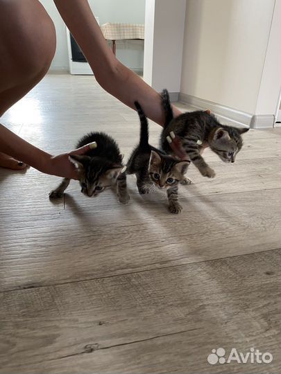 Котята в добрые руки бесплатно