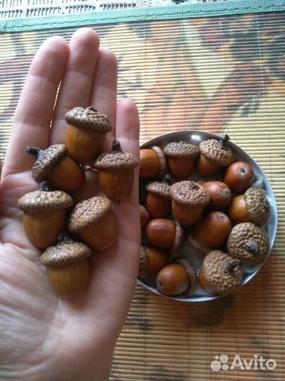 Жёлуди красного дуба