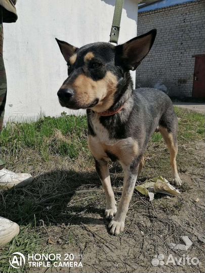 Собака в добрые руки