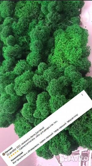 Стабилизированный мох для декора стен панно