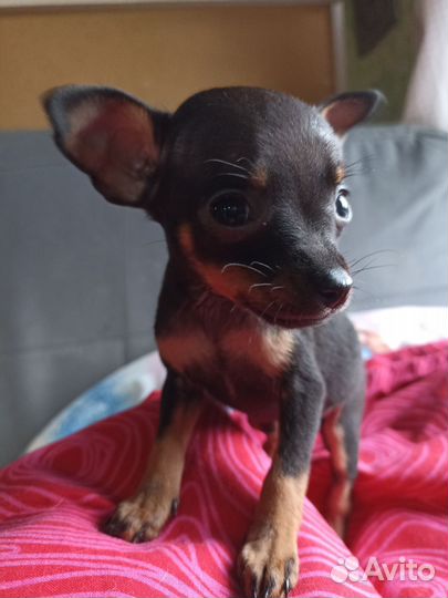 Мини той-терьер