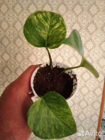 Эпипремнум Ауреа и Сциндапсус Экзотика