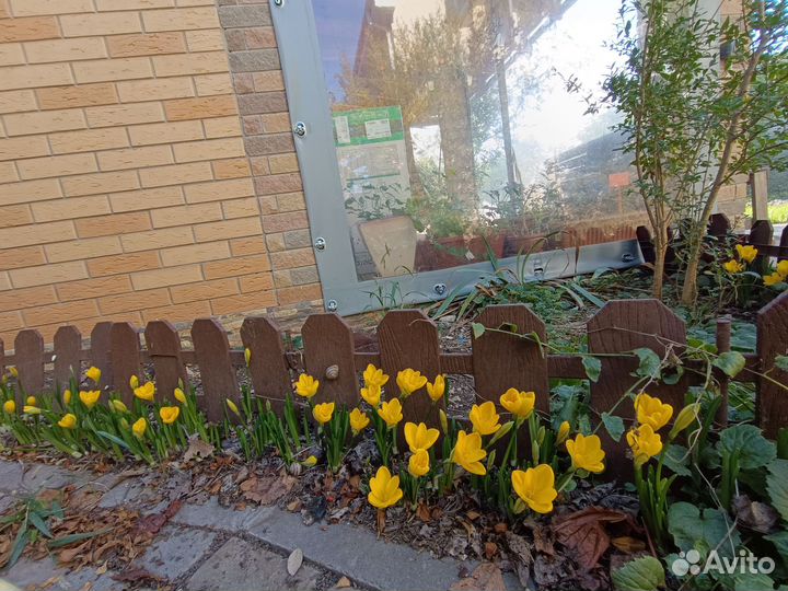 Штернбергия (крокус крупный желтый осенний) 10шт