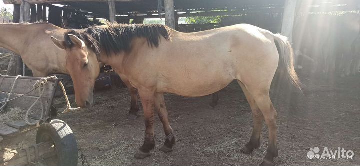 Кабыла, тёлки, жеребец