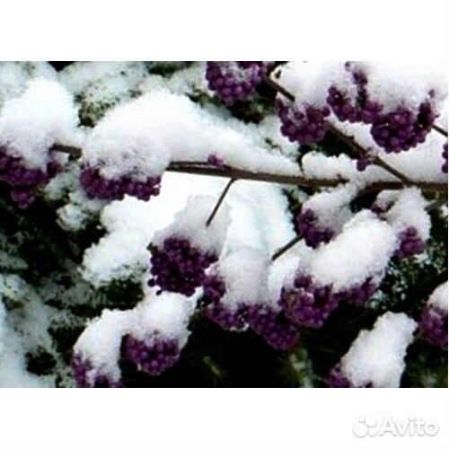 Красивоплодник Бодиньера (Калликарпа)