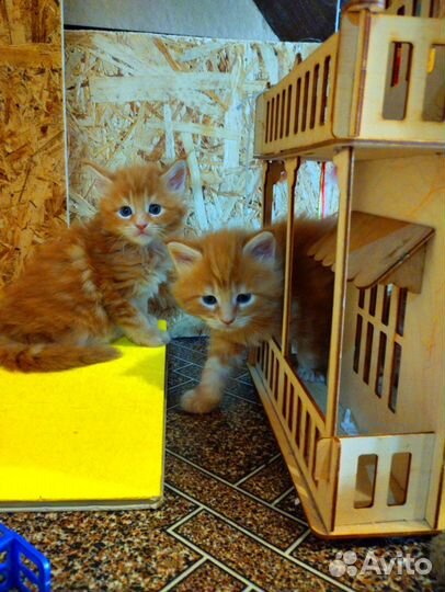 Котята мейн-кун