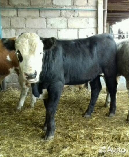 Выпоенные скот бычки телята