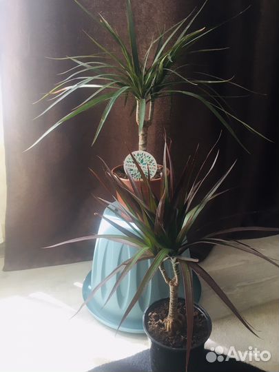 Продам комнатные цветы