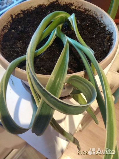 Агава пестролистная