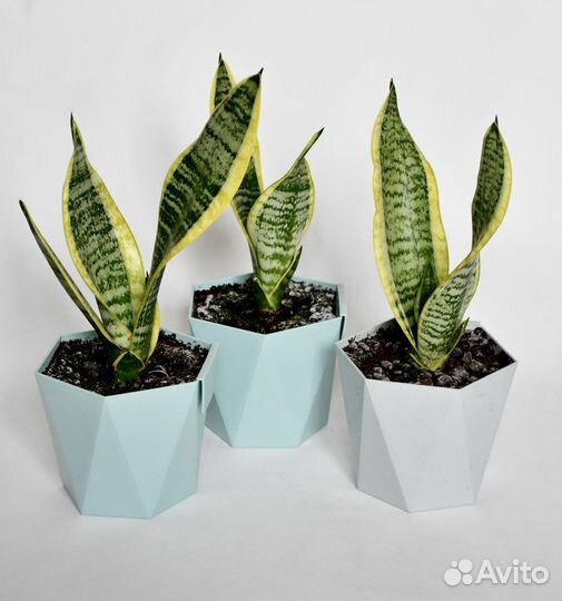 Цветок Сансевиерия