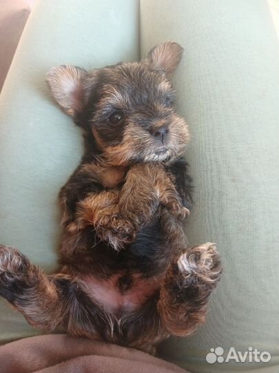 Продам щенка