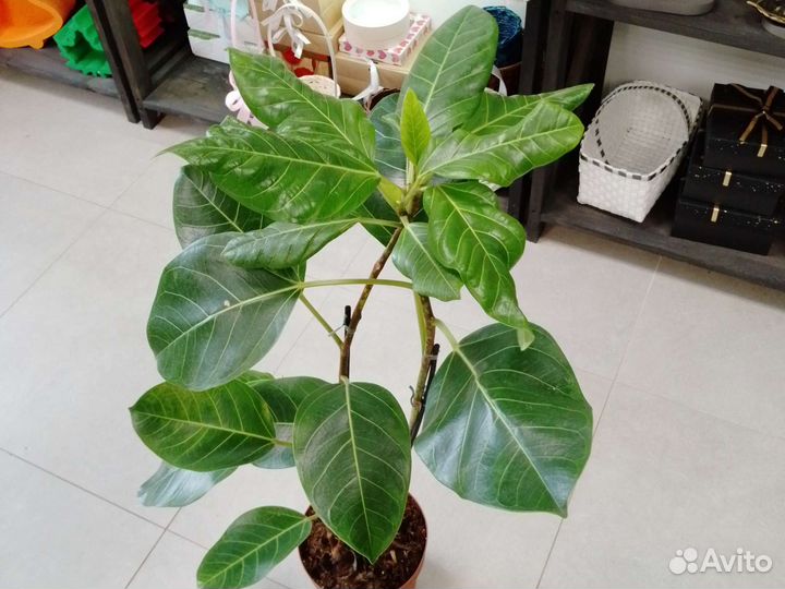 Фикус Альтиссима
