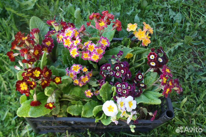 Садовые цветы - примулы