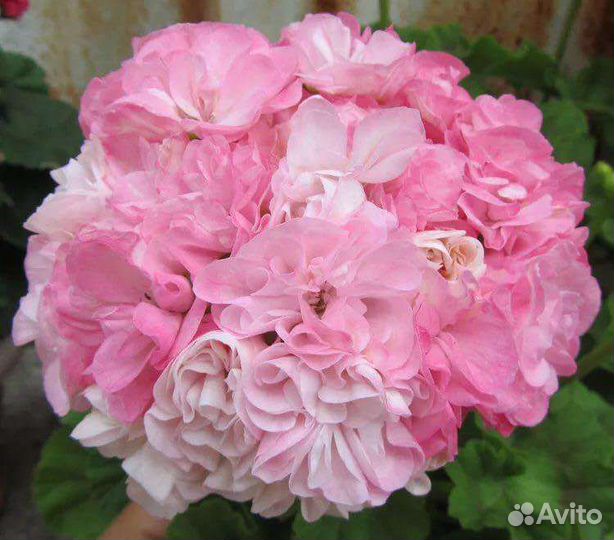 Пеларгонии сортовые