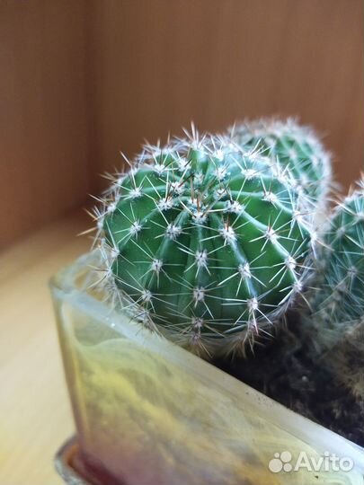 Горшок с кактусами 10р