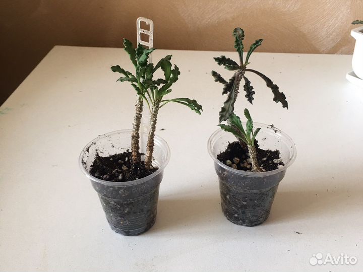 Эуфорбия суккулент