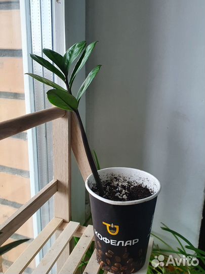 Замиокулькас