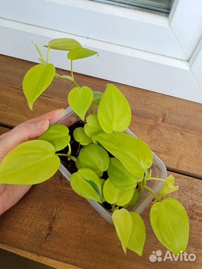 Филодендрон бразил,неон