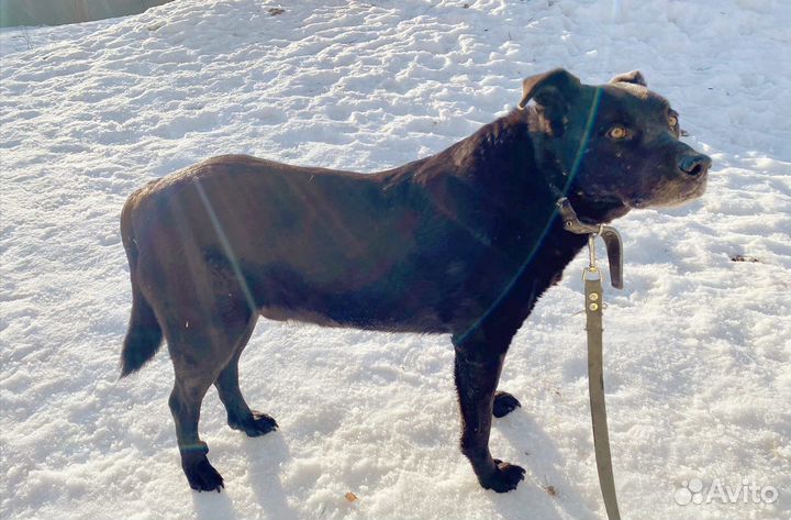 Собака в добрые руки, пентагон