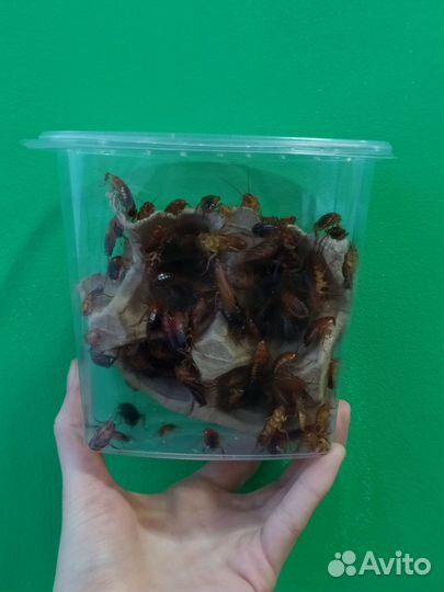 Туркменские тараканы