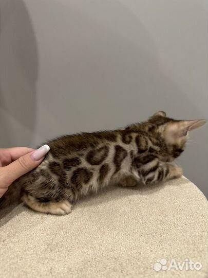 Бенгалькие котята